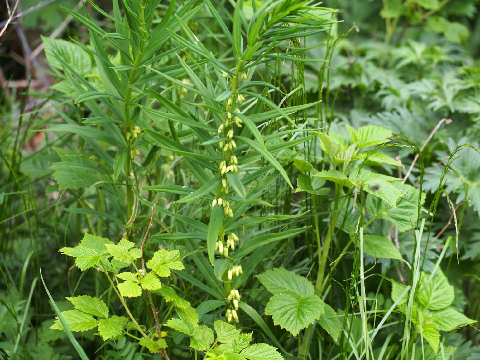 Solomon's-seal, Whorled